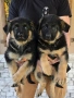 Немски овчарки , снимка 4
