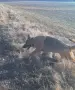 Немски  овчарки , снимка 3