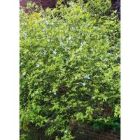 Poncirus trifoliata / Див лимон, снимка 6 - Разсади - 37305233