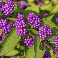 Каликарпа (Callicarpa, Beautyberry), снимка 1 - Градински цветя и растения - 30551512