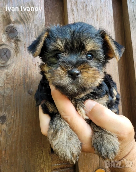 Йоркширски териер- мини!!!, снимка 1