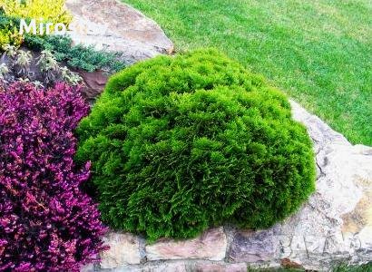 ТУЯ ДАНИКА(Кълбовидна)ПРОМОЦИЯ!!!, снимка 1