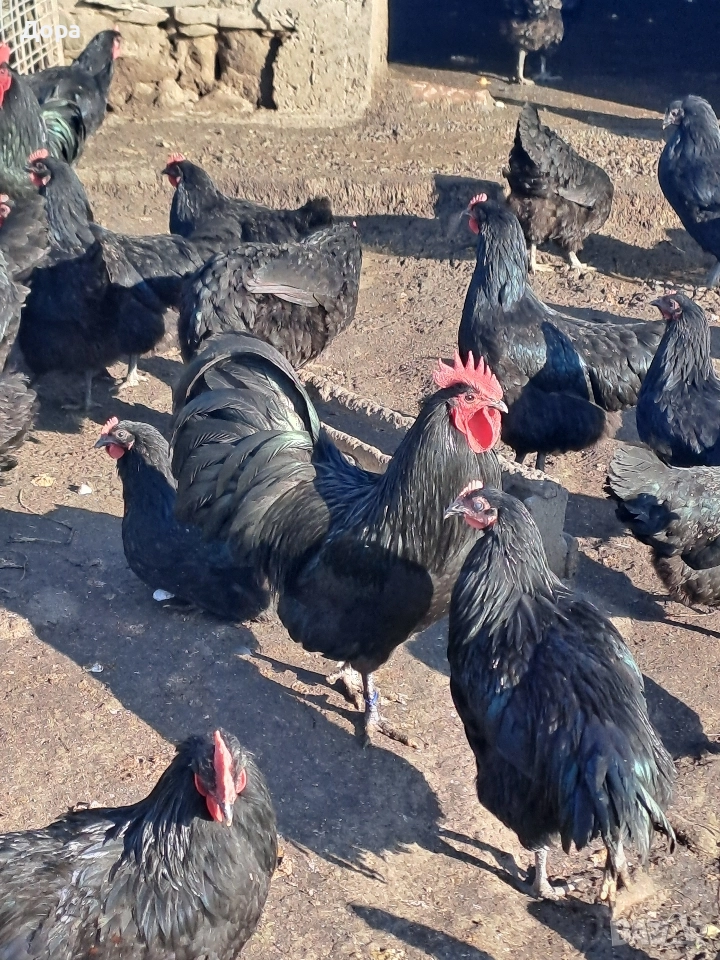 оплодени яйца от кокошки черен авсралорп , снимка 1