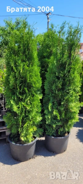 Туя Западна - 160см., снимка 1