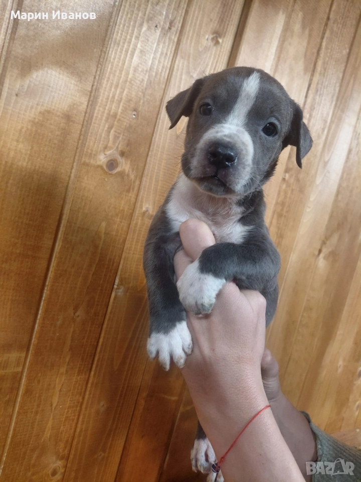 Синьо питбулче, момиченце , снимка 1