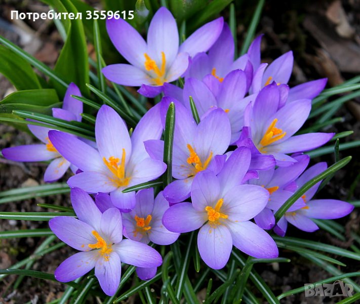 Минзухар Crocus , снимка 1