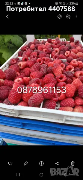 Разсад малини , снимка 1