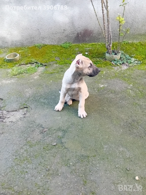 Продавам кангал мъжко на два месеца , снимка 1