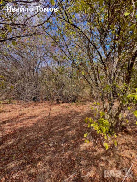 Парцел в село Захари Стояново, област Добрич, снимка 1