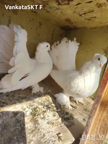 Индийски Фенерлий, снимка 1