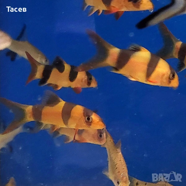 Боция макраканта 5-6см, снимка 1