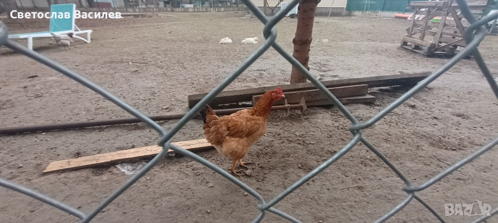 Продавам зайци, петли и патици за консумация + декоративно козле, снимка 1