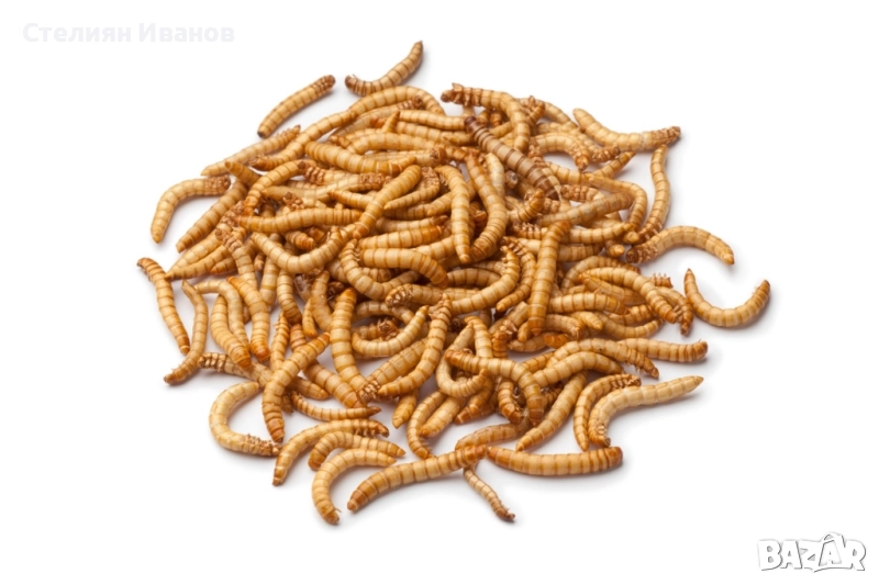 Брашнени червеи (Tenebrio molitor), снимка 1