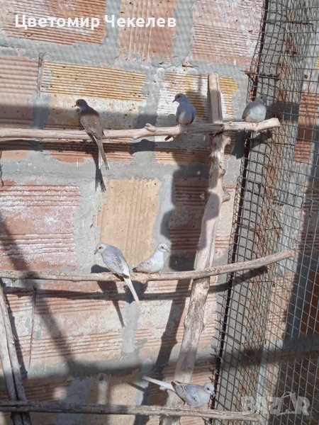 Диамантени гугутки, снимка 1