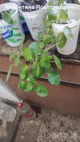 Плектрантус , снимка 1