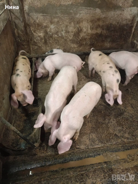 Продавам малки прасенца, снимка 1