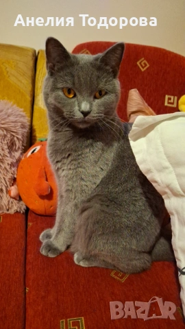 Синя британска късокосместа котка, снимка 3 - Британска късокосместа - 54321349