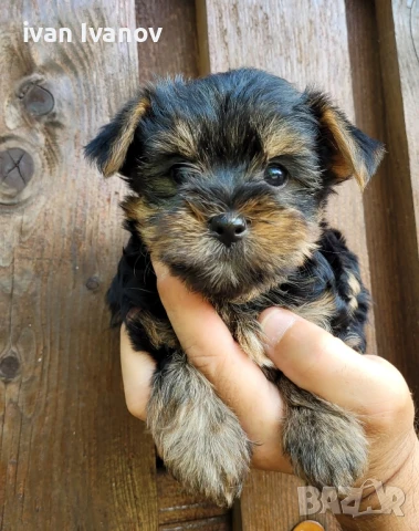 Йоркширски териер- мини!!!