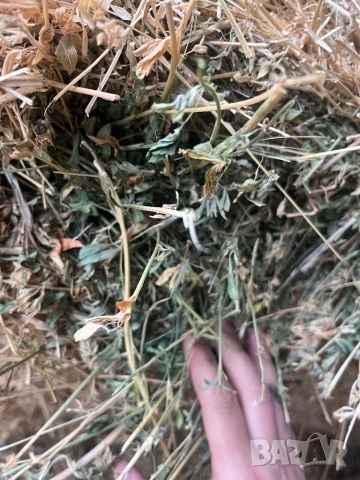 ролонни бали люцерна, снимка 2 - За селскостопански - 53300344