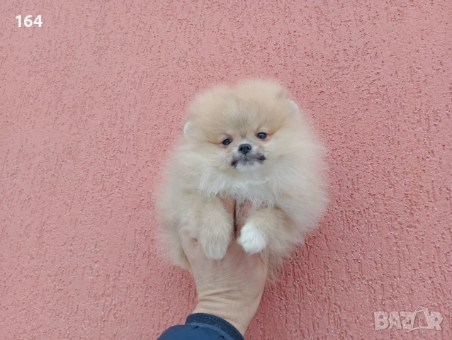 Мъжки мини Померан на 3 месеца. Реални снимки от 02.02.26 г. , снимка 4 - Померан - 53316013