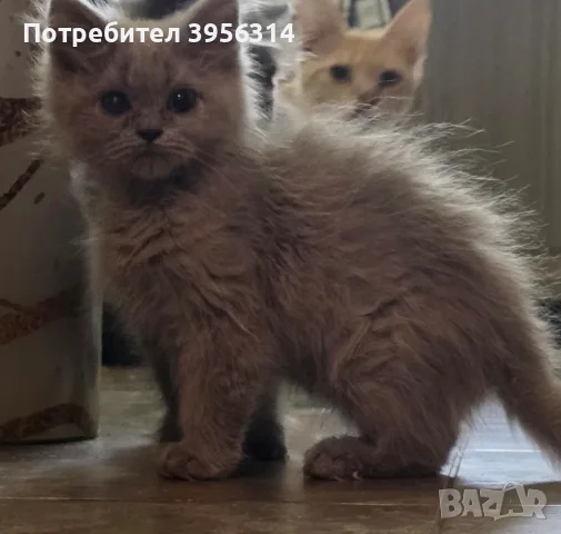 British Shorthair 61 дена, снимка 2 - Британска късокосместа - 55661938