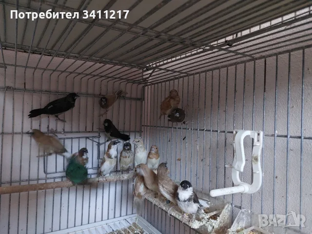 продавам амадини , снимка 2 - Амадини - 56103824