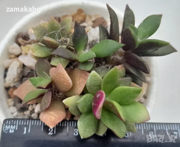 Анакампсерос (Anacampseros rufescens), сукулентно растение