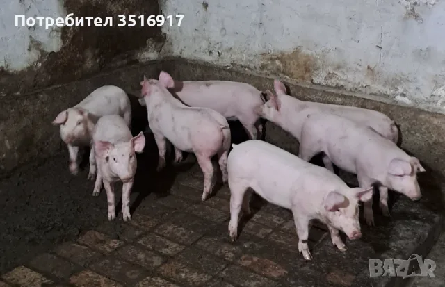 Продавам прасета 