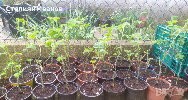 Маслодайна роза, казанлъшка роза, дамаскова роза, роза дамасцена (Rosa × damascena), снимка 5 - Градински цветя и растения - 54130805