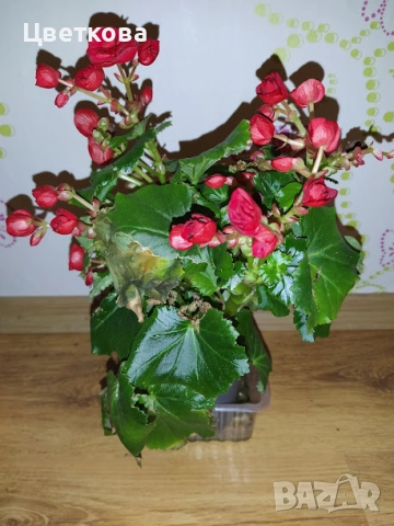 3 растения + отстъпка, снимка 3 - Стайни растения - 52945541