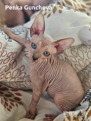 Канадски Сфинкс, снимка 2 - Сфинксове - 51349169