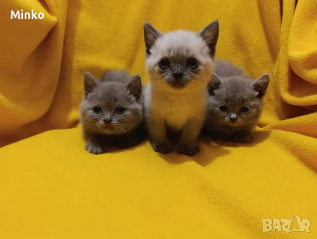 Котета от порода Руска синя котка !, снимка 15 - Руска синя котка - 56255721