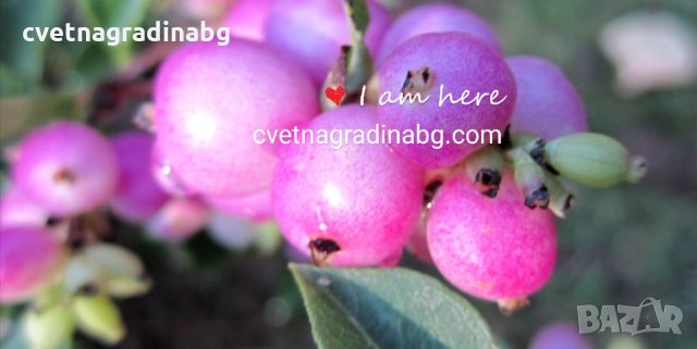 Симфорикарпус - розов, снимка 2 - Градински цветя и растения - 31281884