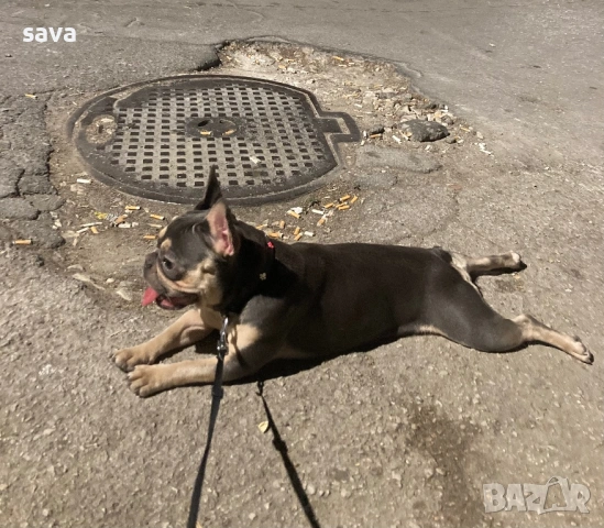 Френски булдог лилак син, снимка 7 - Френски булдог - 54225829