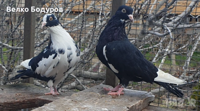 Пазарджишки високо летци. , снимка 5 - Гълъби - 52265511