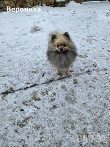 померан момче, снимка 4 - Померан - 53224266