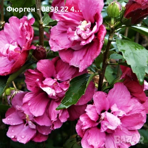 Хибискус Кичест - Щамба, снимка 5 - Разсади - 46653639