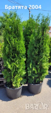 Туя Западна - 160см.