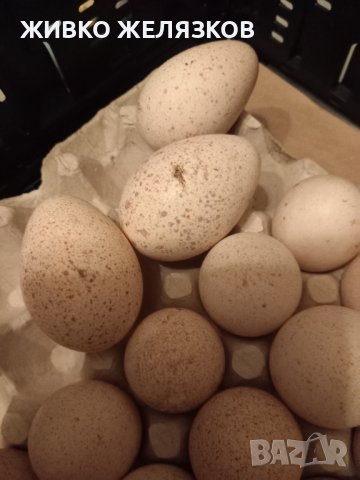 ПРОДАВАМ РАЗПЛОДНИ ОПЛОДЕНИ ПУЕШКИ ЯЙЦА, снимка 13 - Кокошки и пуйки - 40087456