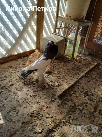 Седлати болани , снимка 3 - Гълъби - 52777307