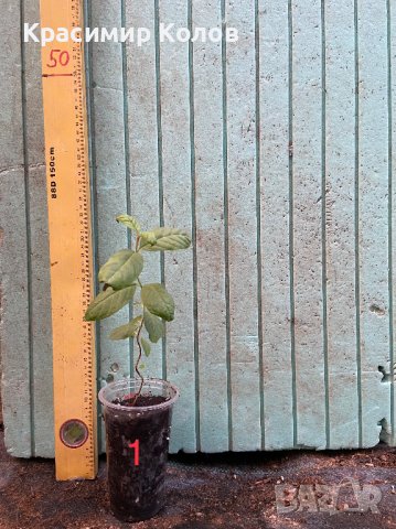 Ябълкова гуава, Psidium guajava, растения и семена, снимка 9 - Градински цветя и растения - 31638280