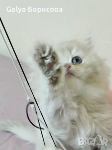 Британски родословни котенца  лилаво злато , снимка 11 - Британска късокосместа - 53502654