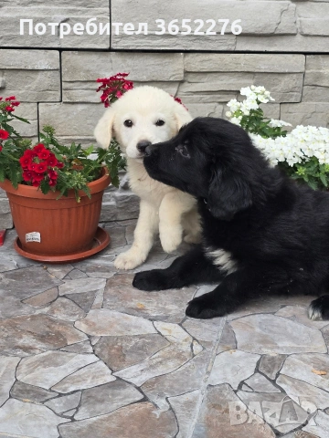 лабрадор ретривър, снимка 2 - Лабрадор ретривър - 53295216