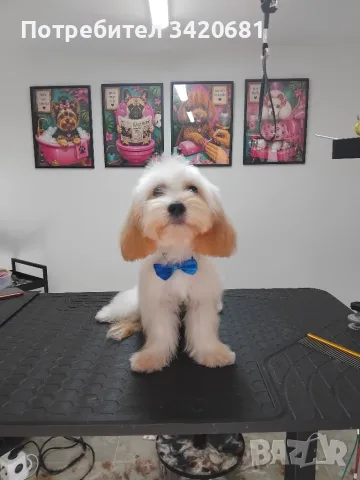 Малтипу Maltlpoo