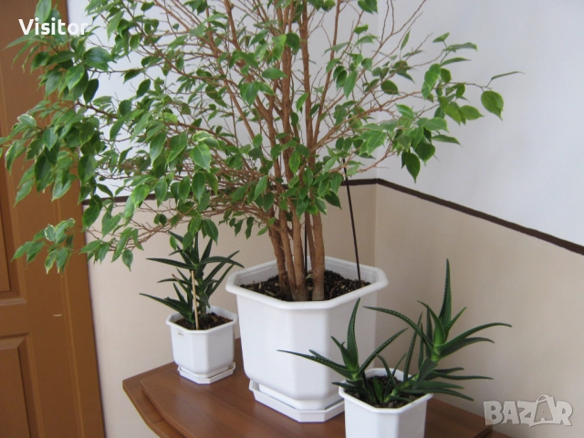 Canon PowerShot A470, снимка 13 - Фотоапарати - 52850721