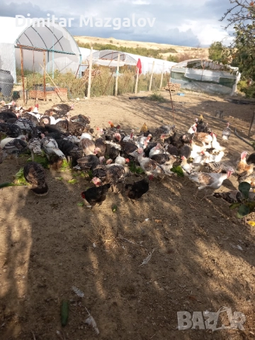 Пуйки 60 лв., снимка 3 - други­ - 52792999