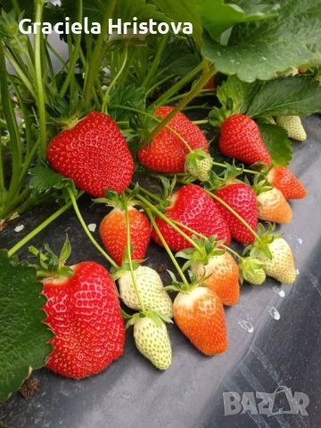 Продавам качествен разсад ягоди сорт  целогодишен мурано албион, снимка 5 - Градински цветя и растения - 54007042