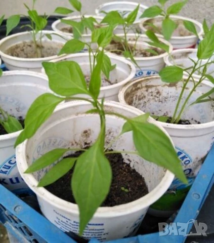 Пластмасови КОФИЧКИ 500 мл Кофи тип Саксии за Разсад Кутии Контейнери за Съхранение БАРТЕР, снимка 3 - Саксии и кашпи - 51099269