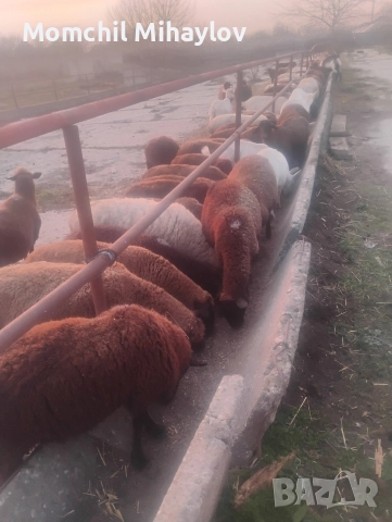 продавам овце и агнета, снимка 2 - Овце - 52591316
