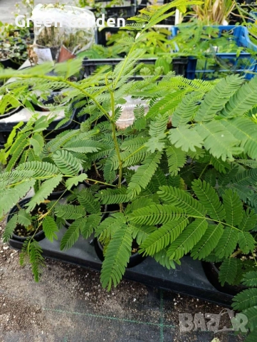 Албиция Копринено дърво , снимка 2 - Разсади - 51808052